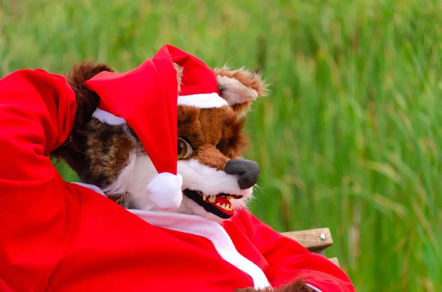 A fox fursuiter in a Santa hat and red jacket lounging in long green grass.